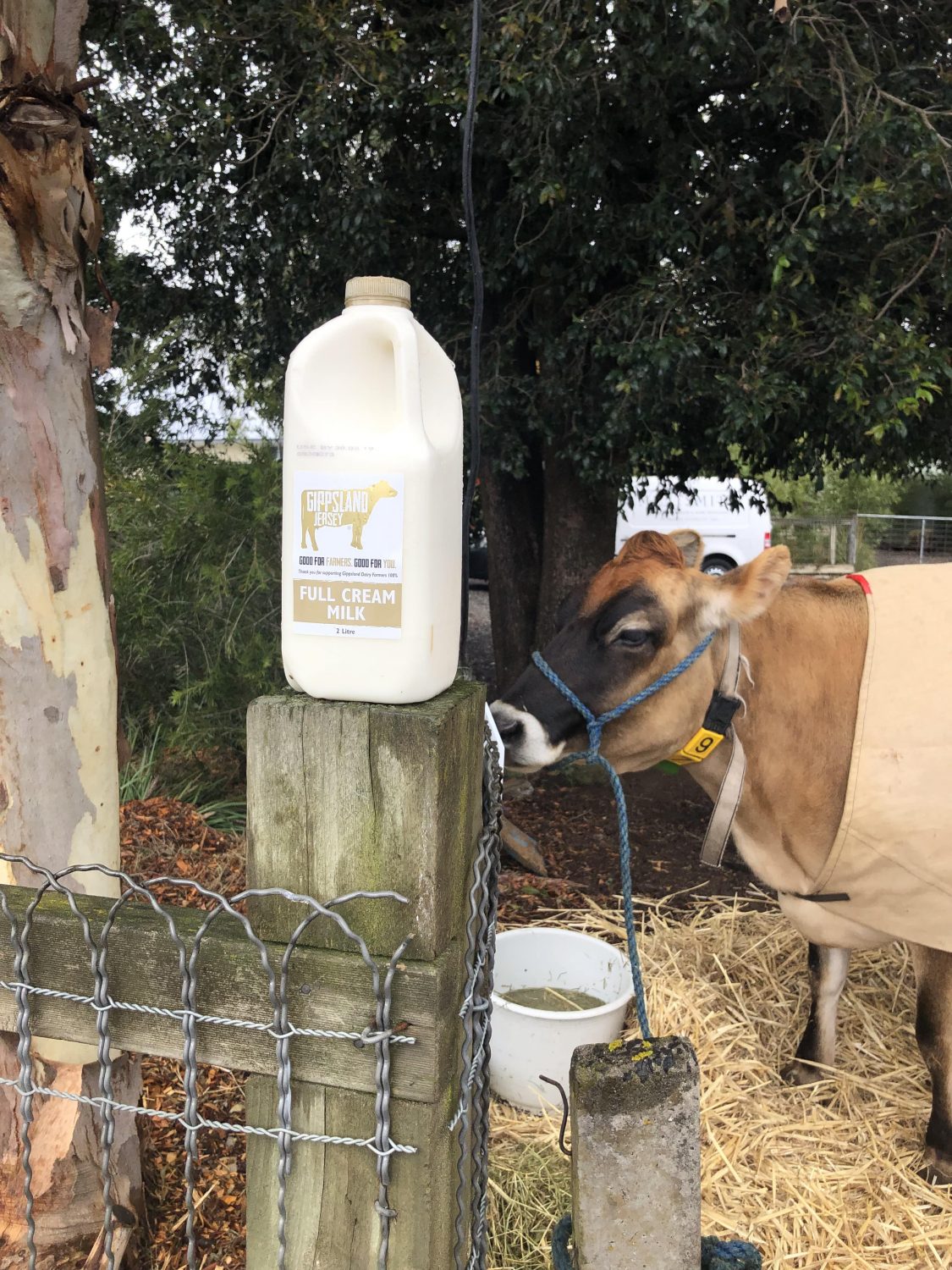 Gipplsand Jersey cow